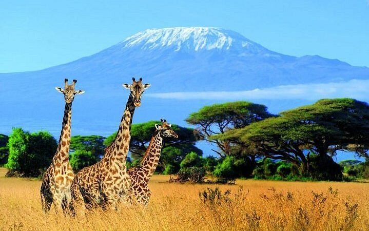 Kilimanjaro